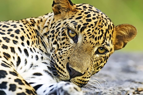 Jeepsafari på Sri Lanka